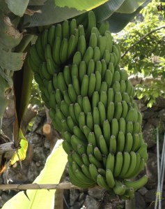 Małe lokalne banany zwane, platanos 