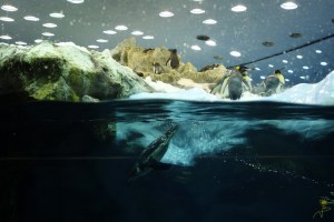 Niesamowitego pingwinarium