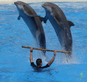 Fantastycznych show z udziałem delfinów