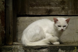 Na każdym kroku miau miau