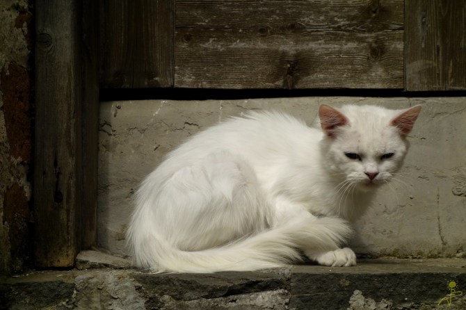 Na każdym kroku miau miau