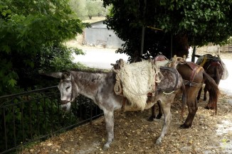 I takie też objuczone