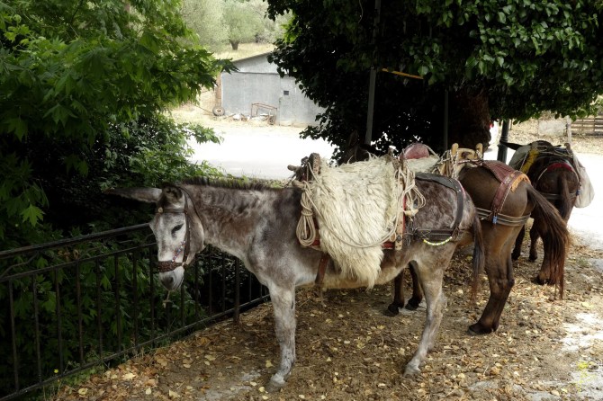 I takie też objuczone