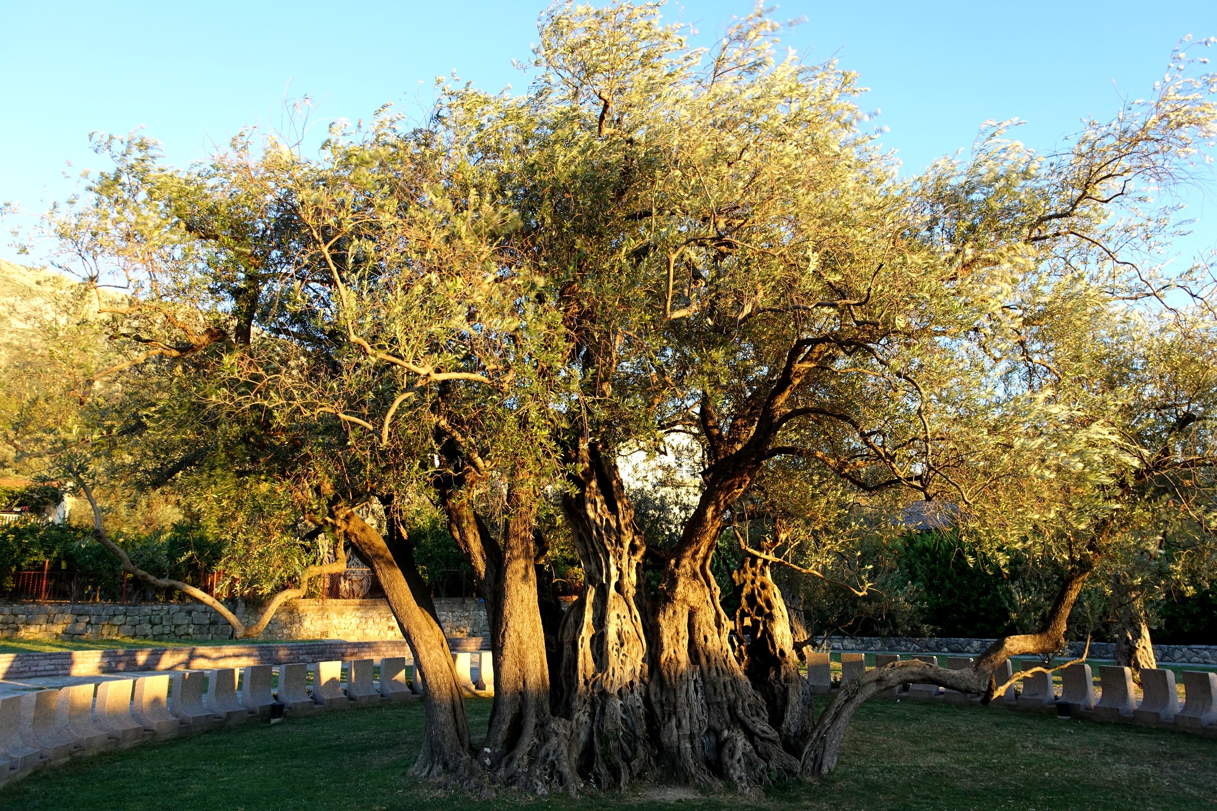 stara (2000) maslina